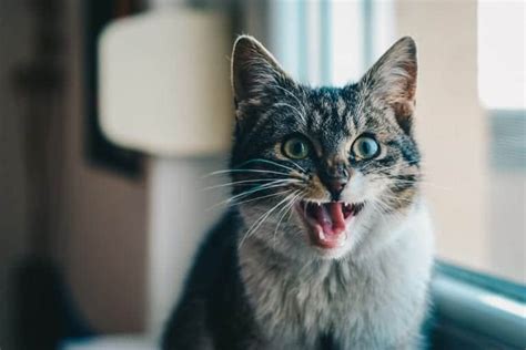 25 Interessante Fakta Om Katter Som Du Kanskje Ikke Har Kjent Tombouctou