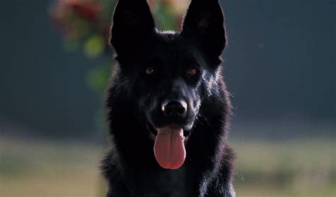 Simply select the traits you're looking for and we'll suggest the most compatible breeds for you & your family! Image - HellhoundRemake.jpg | The Omen Wiki | FANDOM ...