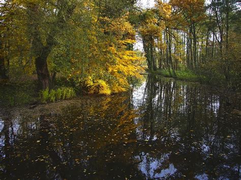 4320x900px Free Download Hd Wallpaper Fall Foliage Pond Sunlight