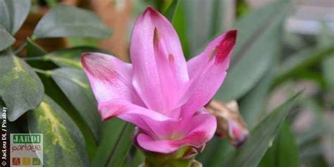 Curcuma Comment Cultiver Et Soigner La Tulipe Tha Landaise Grow