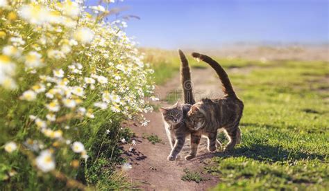 Two Loving Tabby Cats Walking On Summer Flowering Daisies A Meadow On A