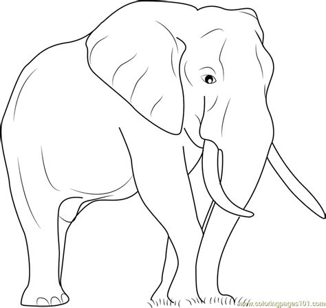 Printable Coloring Pages Large Elephant