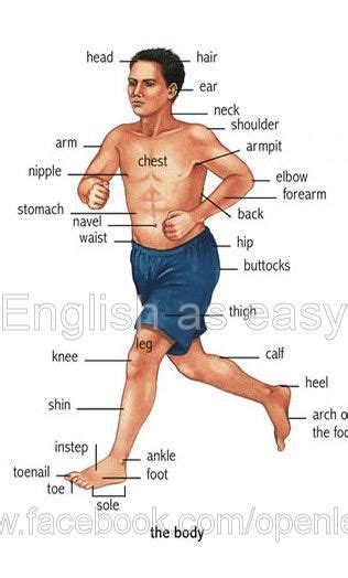 Body Parts Learn And Practise Vocabulary