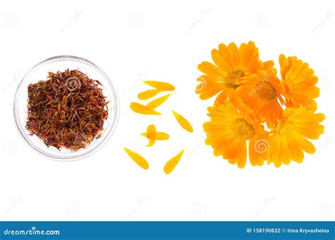 Medicinal Plant With Orange Flowers Calendula Officinalis Stock Photo