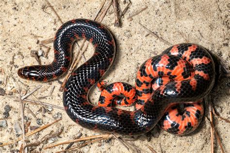 Mud Snake South Carolina Partners In Amphibian And Reptile Conservation