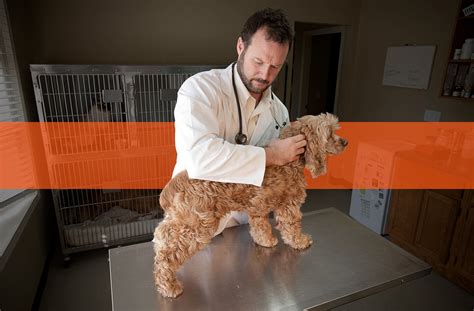 Marc Smith Dvm Natchez Trace Veterinary Services Telemedicine