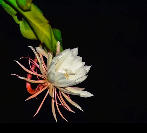My Night Blooming Cereus Each Bloom Occurs Once A Year For One Night
