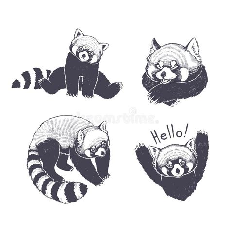 Vector Set Of Illustrations With Red Pandas Isolated On White Hand