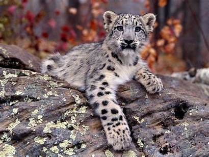 Snow Leopard Wallpapers Animals Cub Cave
