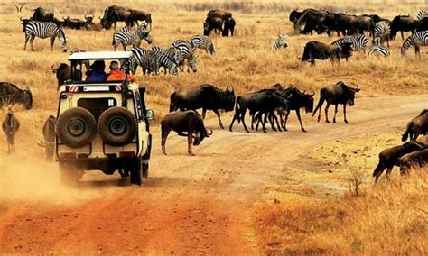 8 Days Kenya Wildlife Experience Kenya Safari Tours