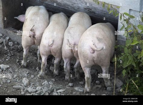 Four Pigs Feeding From A Trough Stock Photo Alamy