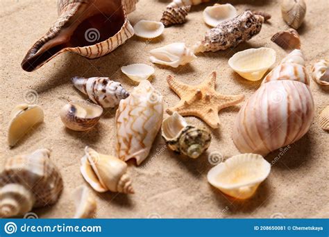 Beautiful Seashells And Starfish On Beach Sand Closeup Summer Vacation