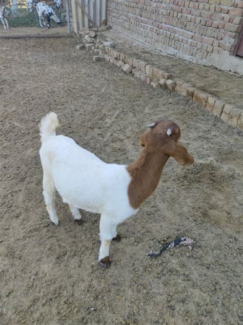 Gender Male White Boer Goat For Kirbani Special At Rs 3000kilogram In Mahendragarh