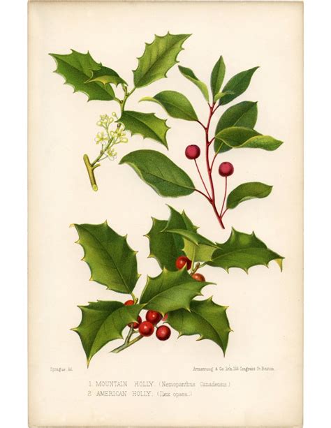 Vintage Holly Printable Beautiful Botanical The Graphics Fairy