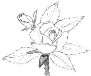 See more ideas about drawings, art drawings, pencil drawings. Drawings Of Roses In Pencil