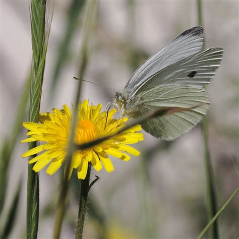 Small White Small White Pieris Rapae This Is The Specie Flickr