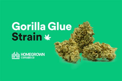 Gorilla Glue Strain Info And Review Homegrown Cannabis Co