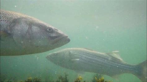 Amazing Underwater Footage Of Striped Bass In Their Natural Habitat Youtube