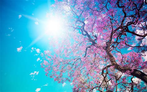 Sunny Spring Wallpapers Wallpaper Cave