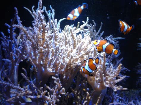 Free Images Underwater Fauna Coral Reef Invertebrate Clown Fish