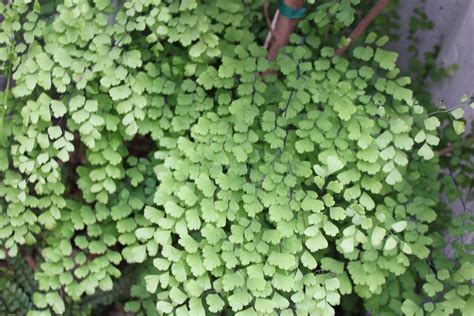 Maidenhair Ferns Adiantum Capillus Veneris Are Soft And Lacy Many Species Are Especially