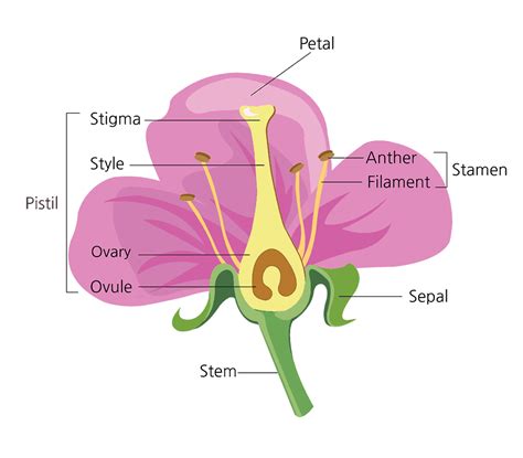 Sexual Reproduction In Flowering Plants Neet Notes Edurev