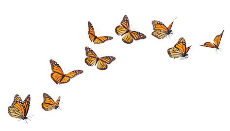 Butterfly Flying Stock Photos Pictures And Royalty Free Images Istock