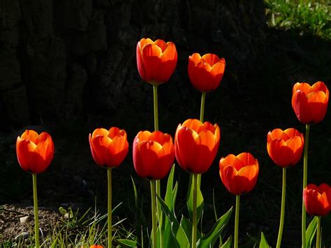 Foto Gratis Tulipanes Rojo Luz De Fondo Imagen Gratis En Pixabay