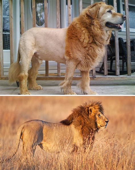 What Is The Dog That Looks Like A Lion