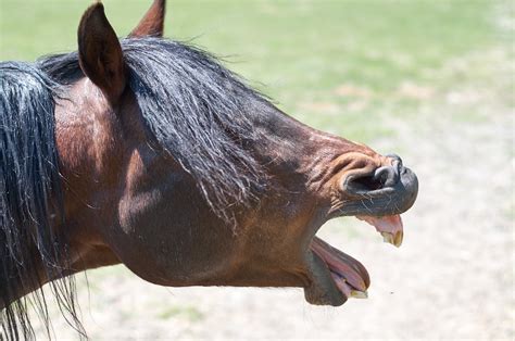 Horse Yawns V4serge Flickr