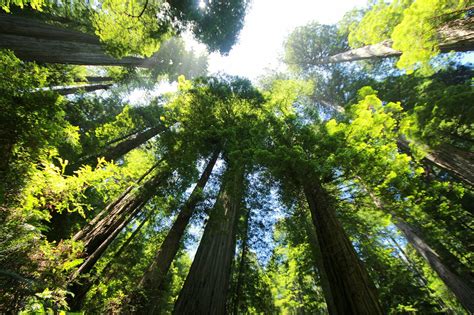 The Native Habitat Of Redwood Trees