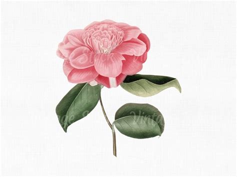 Flower Clipart Camellia Digital Download Svg Etsy Israel