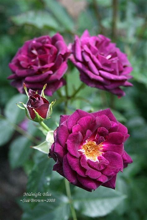 Plantfiles Pictures Shrub Rose Midnight Blue Rosa By Rosinabloom