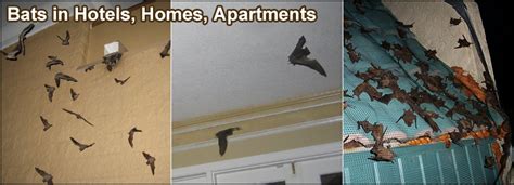 How to kill bats at home. Bats In the Attic - How to Safely and Humanely Remove and ...