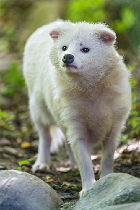 White Raccoon Dog Walking Here A Cute Picture Of One Of Th Flickr