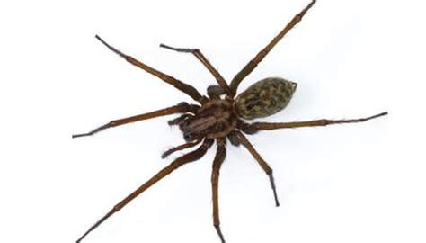 Big Native Spiders In Wisconsin Sciencing