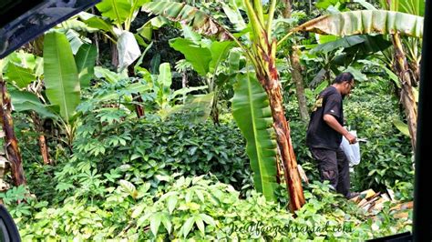 Petua sembuhkan penyakit gout yang pasti berkesan dikongsikan oleh abang budin. Ubat Kampung Untuk Kencing Manis - QQ Rumah