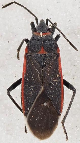 Melacoryphus Lateralis Bugguidenet