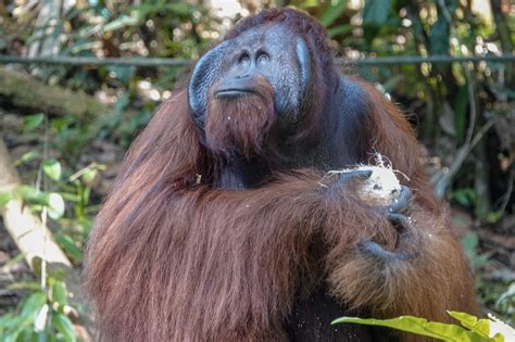 Why Male Orangutans Have Such Weird Faces David And Karen Journey