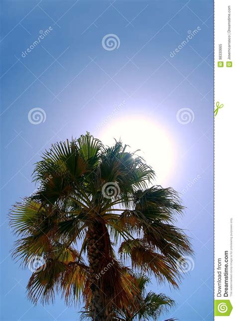 Backlit Palm Tree Stock Image Image Of Climate Beautiful 98330665
