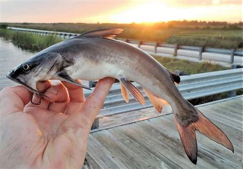 Hardhead Catfish Mexican