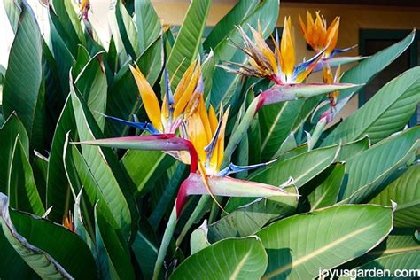 That means i may earn a. Bird Of Paradise Plant Care