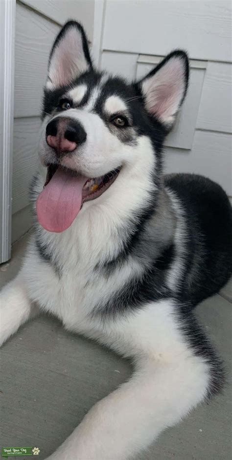 Black And White Brown Eyed Handsome 8 Month Old Siberian Husky Stud