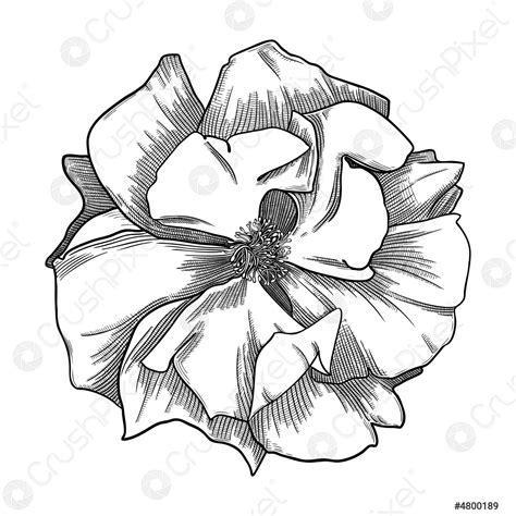 Elegant Rose Illustration Botanical Drawing Of Summer Flowers Hand