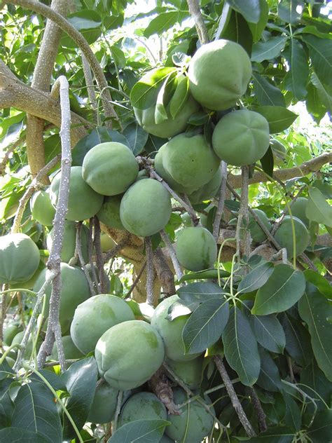 Tropical Fruits White Sapote Fruits On Tree