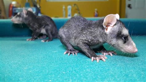 Juvenile Opossums Manicou Trinidad Tobago Biodiversity