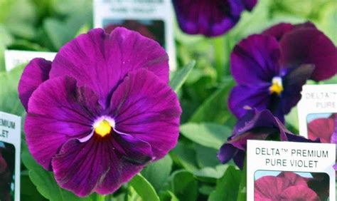 Bulk Pansy Seeds 500 Pansy Delta Pure Violet Etsy