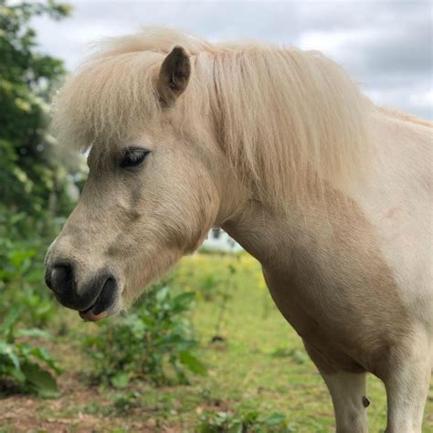 Shetland Pony | Facts and Information | VioVet