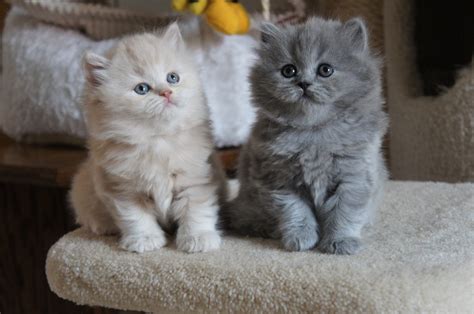 British Longhair Cat Info Kittens Temperament Care Pictures