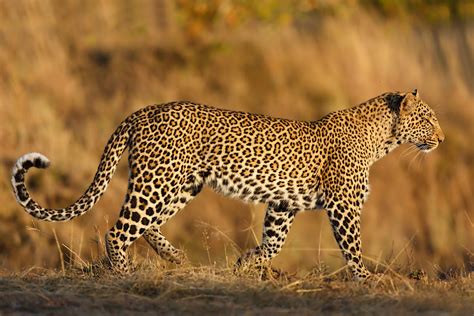 Safari Animals The Story Of Leopards And The Best Places To See Them